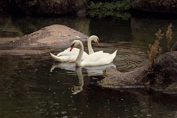 Two Swans on Water — Stock Photo, Image