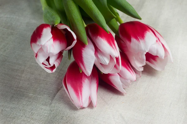 Bouquet of red tulips — Stock Photo, Image