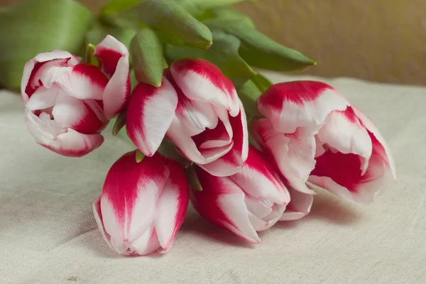 Bouquet di tulipani rossi — Foto Stock