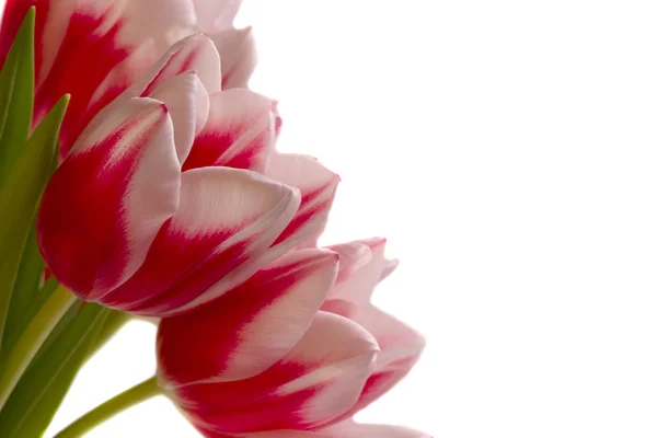 Large bouquet of tulips isolate — Stock Photo, Image