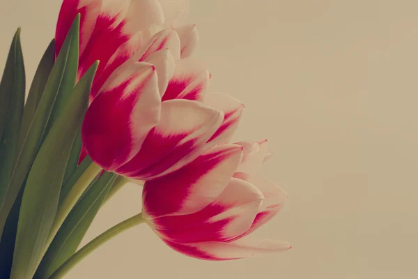 French parrot tulips with a vintage — Stock Photo, Image