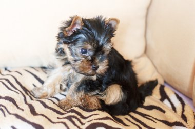 Yorkshire terrier evde kanepede oturan