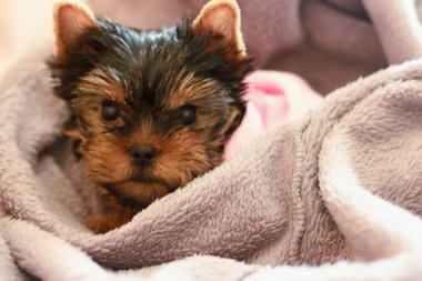  Uyku Yorkshire Terrier köpek yavrusu