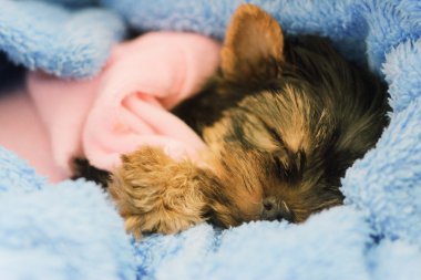  Uyku Yorkshire Terrier köpek yavrusu