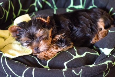 Uyku Yorkshire Terrier köpek yavrusu