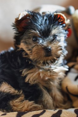 Yorkshire terrier evde kanepede oturan