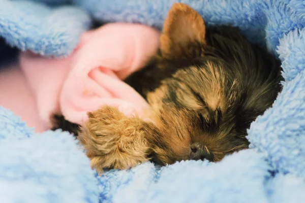 Yorkshire Terrier cucciolo dormire — Foto Stock