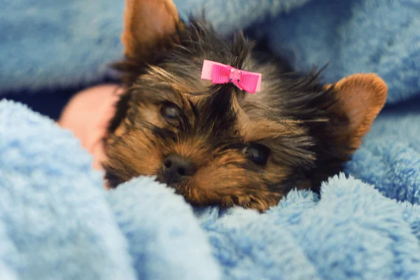 Uyku Yorkshire Terrier köpek yavrusu — Stok fotoğraf