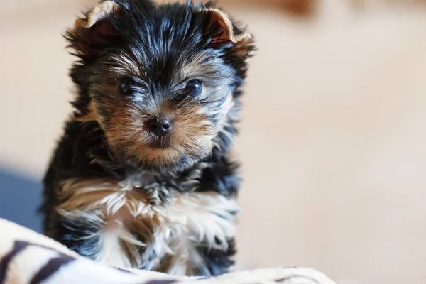 Yorkshire terrier siedzi na kanapie w domu — Zdjęcie stockowe