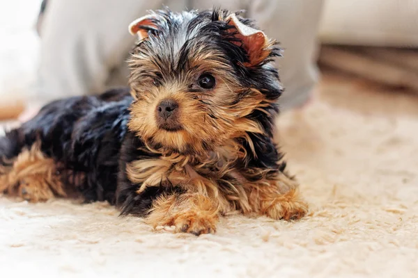 Yorkshire terrier κουτάβι 2 μηνών — Φωτογραφία Αρχείου