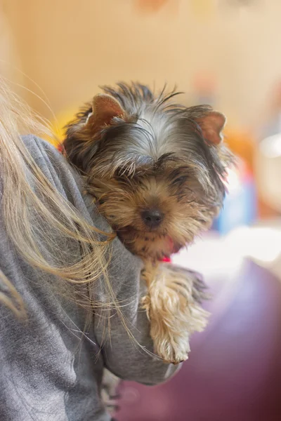 Dziecko dziewczynka z szczeniaka Yorkshire Terrier — Zdjęcie stockowe