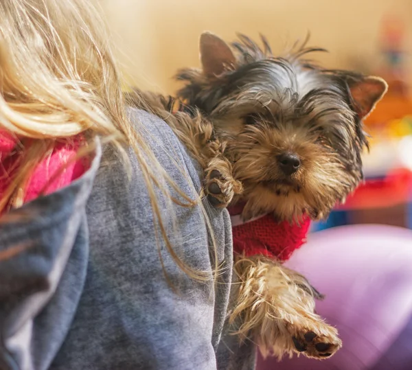 Kız çocuğu ile bir köpek yavrusu Yorkshire korkunç — Stok fotoğraf