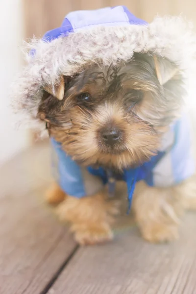 Trauriger Blick eines Yorkshire-Terriers mit Kapuze — Stockfoto