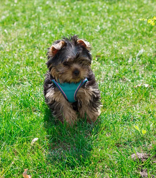 Cucciolo Yorkshire terrier in vestiti su erba — Foto Stock