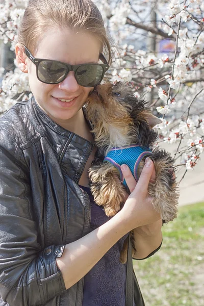 Yorkshire terrier puppy licks on the cheek of a young girl — Stock Photo, Image