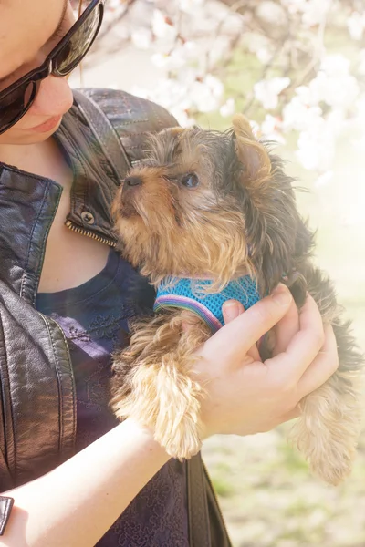 Young woman holding a Yorkshire terrier puppy — Stock Photo, Image