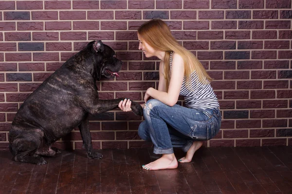 Chica en jeans y una camiseta Cane Corso perro aprende el comando Dar pata —  Fotos de Stock