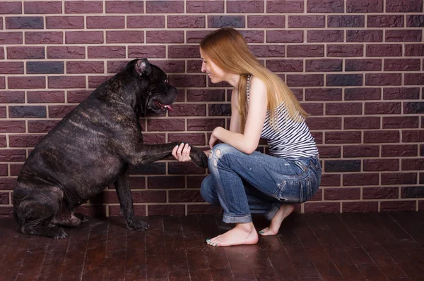 Kız kot pantolon ve t-shirt Cane Corso köpek komut vermek pençe öğrenir — Stok fotoğraf