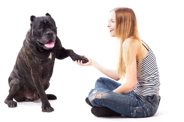 Cane Corso dog executes a command give paw — Stock Photo, Image