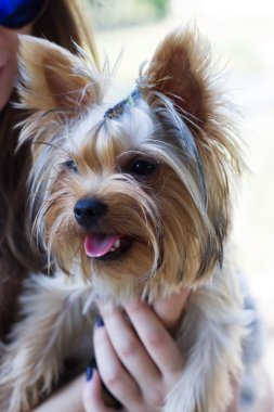 Yorkshire Terrier sahipleri ellerinde