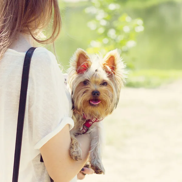 Pequeno Yorkshire terrier em seus braços — Fotografia de Stock