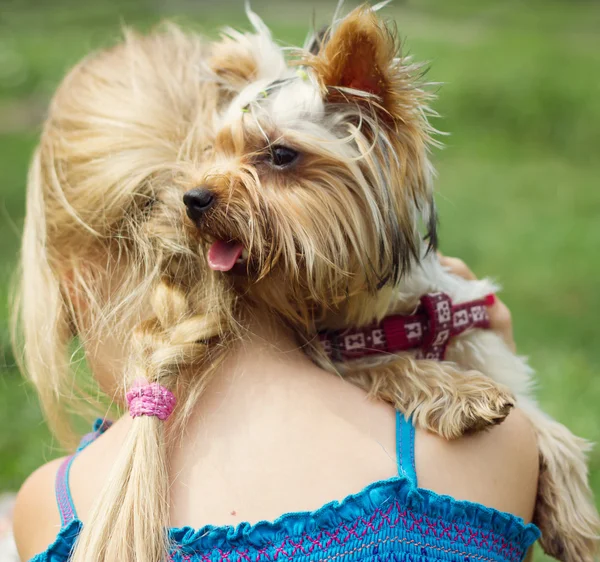 Yorkshire terrier on shoulder of 6 year old girl. looking to the left — Stock Photo, Image