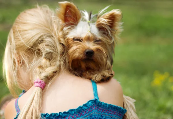 Yorkshire terrier na ramieniu 6-letniej dziewczynki. patrząc na kamery — Zdjęcie stockowe