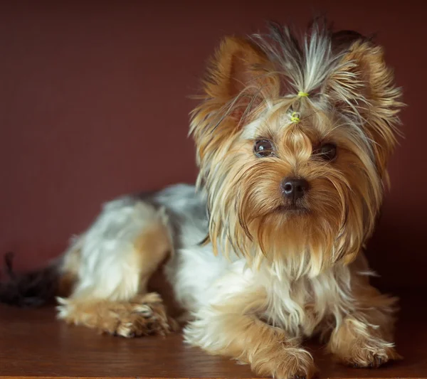 Yorkshire terrier z oplotem kucyk na głowę leżącego. kwadratowych upraw — Zdjęcie stockowe