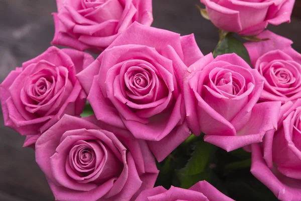 Rosas cor de rosa, closeup — Fotografia de Stock