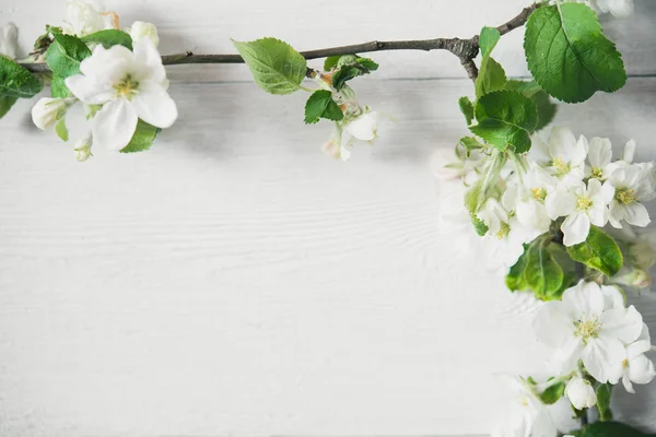 Flores de flor de manzana —  Fotos de Stock