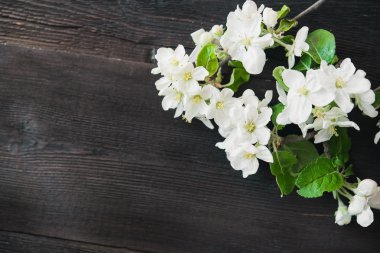 elma çiçeği çiçek 