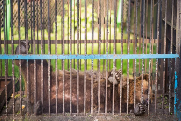 Niedźwiedź relaks w zoo — Zdjęcie stockowe