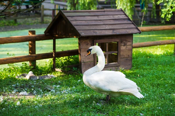 Cisne branco de beleza — Fotografia de Stock