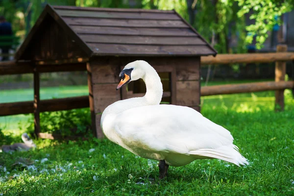 White big swan – stockfoto