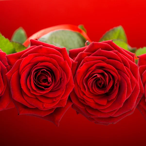 Fiori di rose rosse — Foto Stock