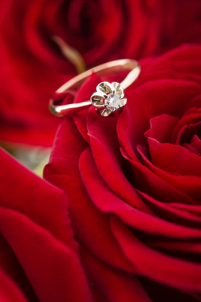 Goldener Ring auf rose — Stockfoto