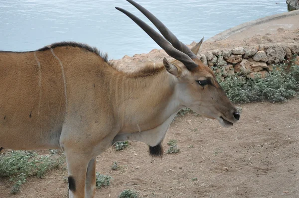 Antelope — Stock Photo, Image