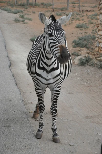 Zebra — Stock Photo, Image