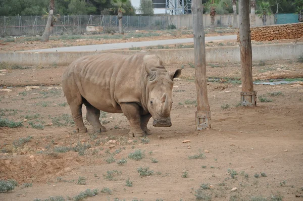 Rhino — Stock Photo, Image