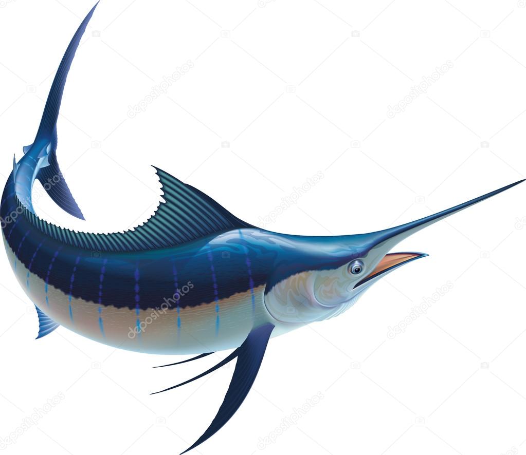 blue marlin fish