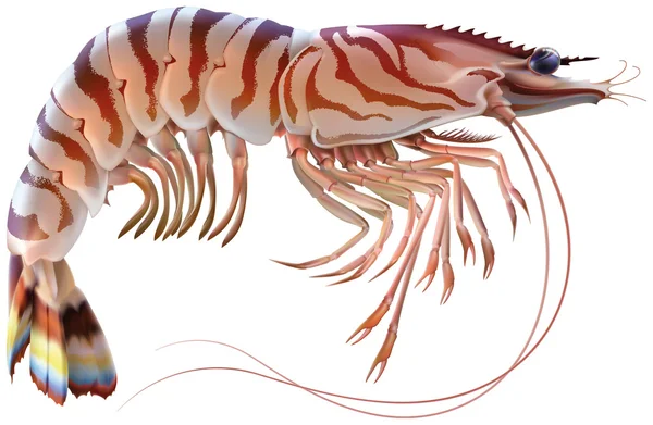 Tiger prawn on white Royalty Free Stock Illustrations