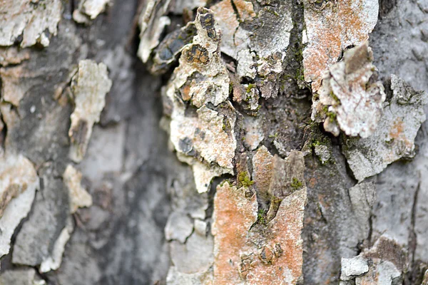 Textura do uso da madeira da casca como fundo natural — Fotografia de Stock