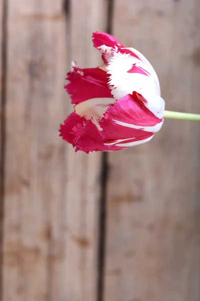 Pink fresh tulips flowers on wooden background — Stock Photo, Image