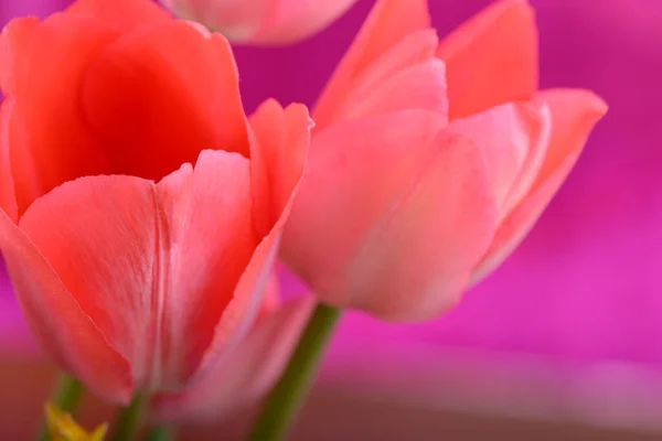 Rode Bloem Tulp Een Groep Kleurrijke Tulpen Heldere Kleurrijke Tulp — Stockfoto