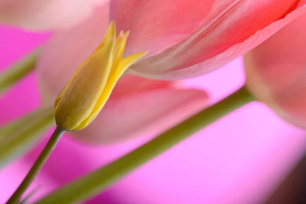 Rote Und Gelbe Blütentulpe Gruppe Von Bunten Tulpen Helle Bunte — Stockfoto