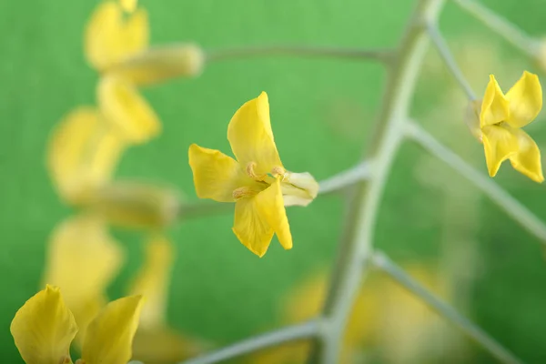 Art Wild Spring Flowers Close Yellow Flower Green Background — Stock Photo, Image