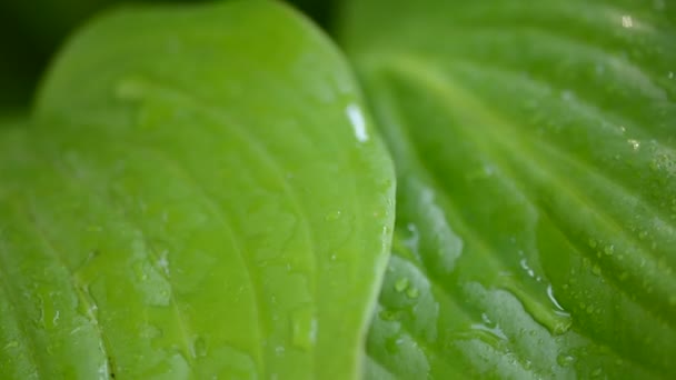 Gotas de água na folha verde fresca — Vídeo de Stock