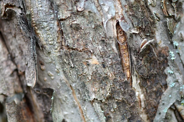 Tree bark in the background — Stock Photo, Image