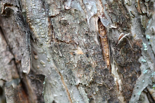 Écorce d'arbre en arrière-plan — Photo