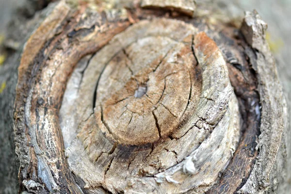 Corteza de árbol en el fondo —  Fotos de Stock